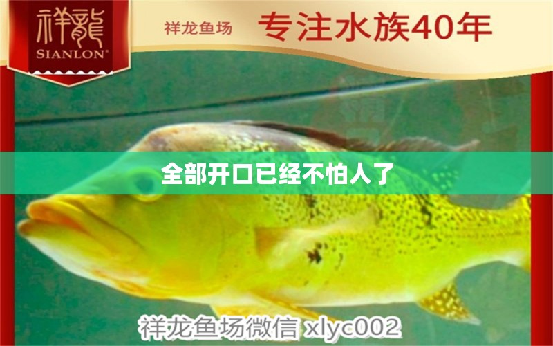 全部開口已經不怕人了 非洲金鼓魚