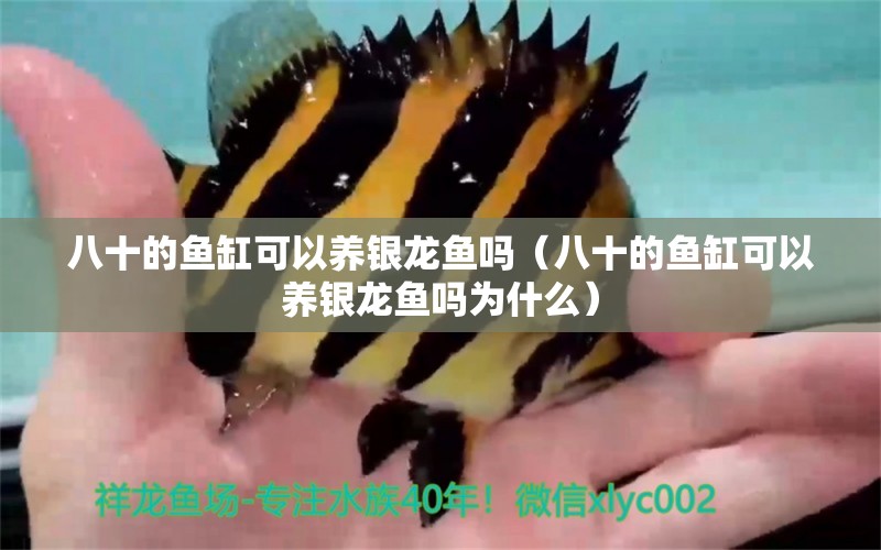 八十的魚(yú)缸可以養(yǎng)銀龍魚(yú)嗎（八十的魚(yú)缸可以養(yǎng)銀龍魚(yú)嗎為什么）