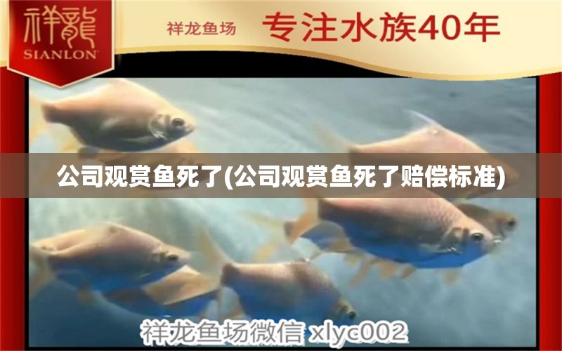 公司觀賞魚死了(公司觀賞魚死了賠償標準) 白化火箭