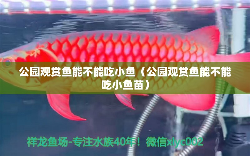 公園觀賞魚能不能吃小魚（公園觀賞魚能不能吃小魚苗）