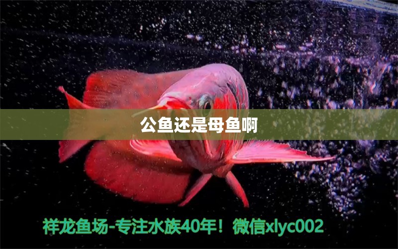 公魚還是母魚啊 銀龍魚苗 第2張