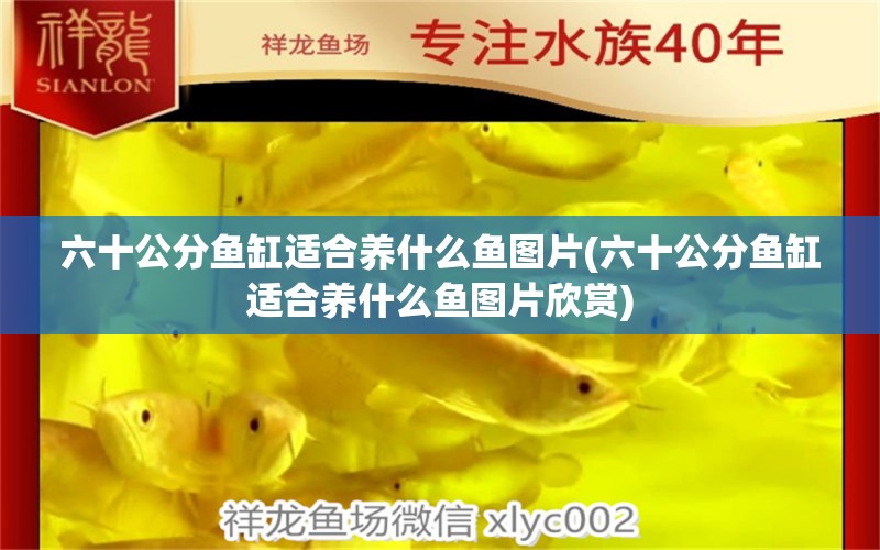 六十公分魚(yú)缸適合養(yǎng)什么魚(yú)圖片(六十公分魚(yú)缸適合養(yǎng)什么魚(yú)圖片欣賞) 紅勾銀版魚(yú)