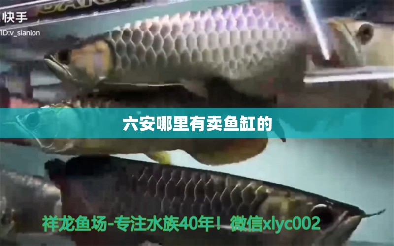 六安哪里有賣魚缸的 其他品牌魚缸