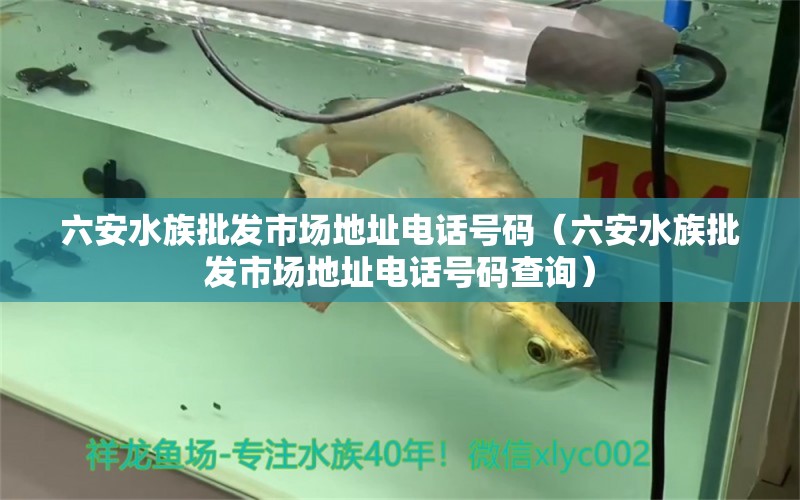 六安水族批發(fā)市場地址電話號碼（六安水族批發(fā)市場地址電話號碼查詢） 觀賞魚水族批發(fā)市場