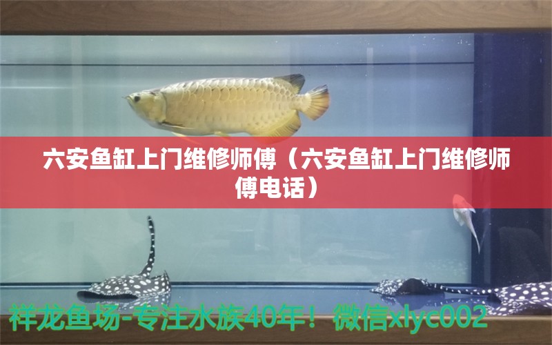 六安魚缸上門維修師傅（六安魚缸上門維修師傅電話） 非洲金鼓魚