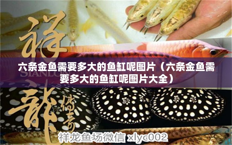 六條金魚(yú)需要多大的魚(yú)缸呢圖片（六條金魚(yú)需要多大的魚(yú)缸呢圖片大全）