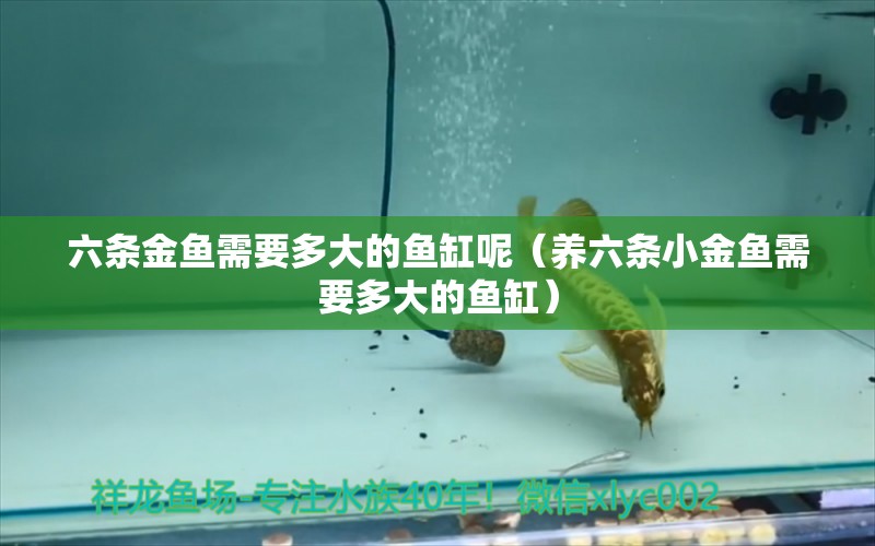 六條金魚需要多大的魚缸呢（養(yǎng)六條小金魚需要多大的魚缸）