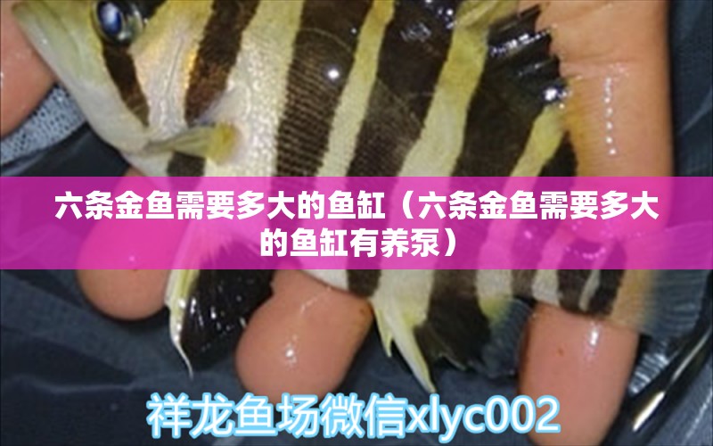 六條金魚(yú)需要多大的魚(yú)缸（六條金魚(yú)需要多大的魚(yú)缸有養(yǎng)泵） 虎斑恐龍魚(yú)