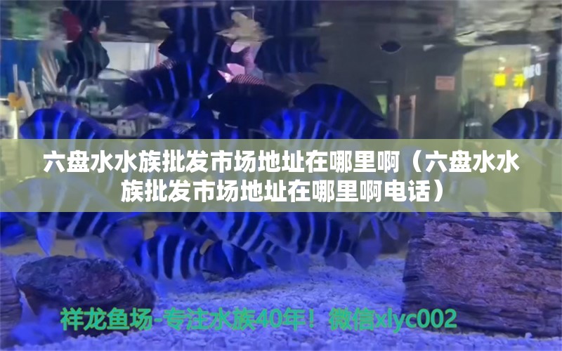 六盤水水族批發(fā)市場地址在哪里?。P水水族批發(fā)市場地址在哪里啊電話）