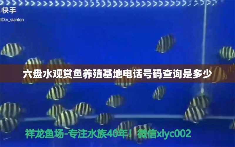 六盤水觀賞魚養(yǎng)殖基地電話號碼查詢是多少 溫控設(shè)備