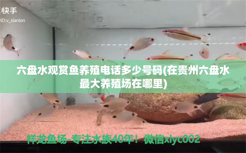 六盤水觀賞魚養(yǎng)殖電話多少號碼(在貴州六盤水最大養(yǎng)殖場在哪里) 祥龍龍魚專用水族燈