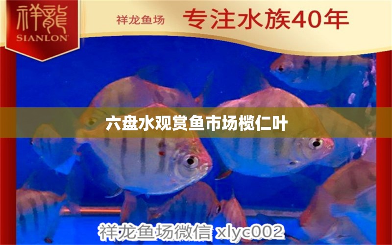 六盤水觀賞魚市場欖仁葉 觀賞魚市場（混養(yǎng)魚）