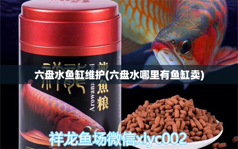 六盤水魚缸維護(六盤水哪里有魚缸賣) 虎斑恐龍魚