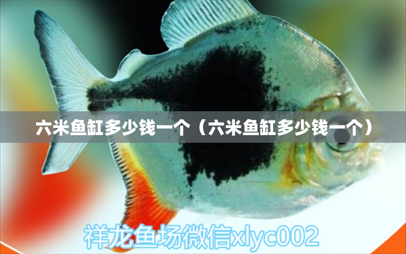 六米魚缸多少錢一個（六米魚缸多少錢一個）