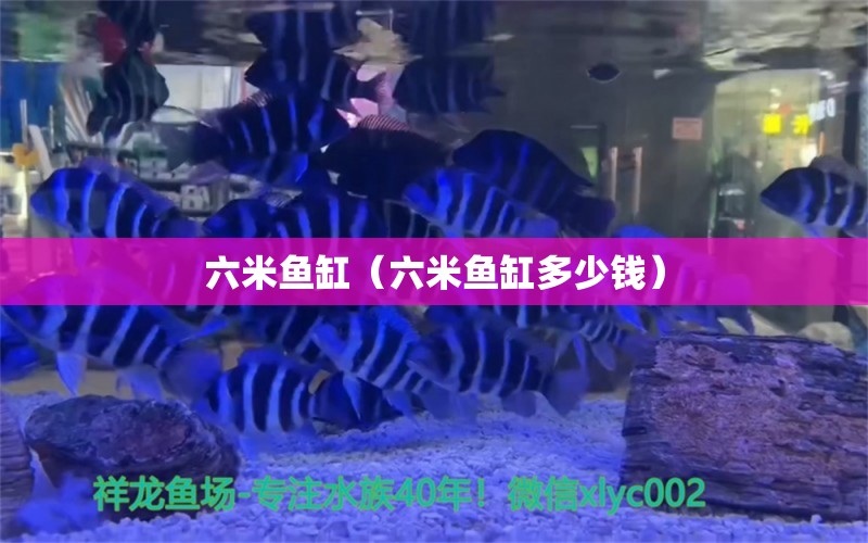 六米魚缸（六米魚缸多少錢）