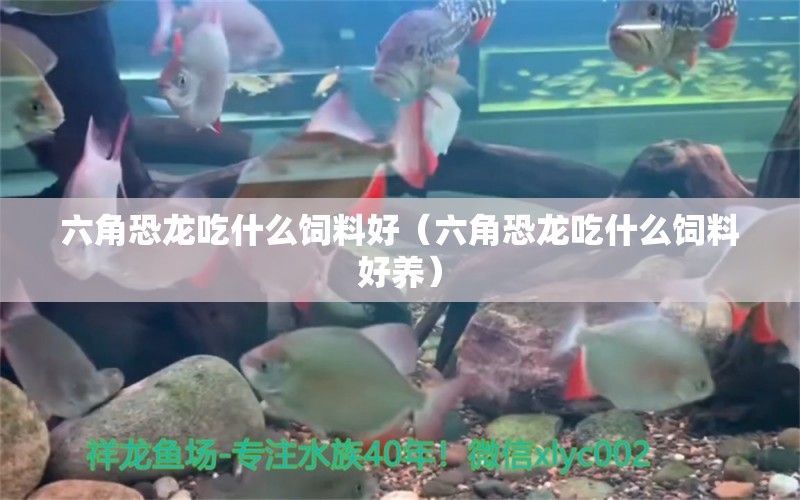 六角恐龍吃什么飼料好（六角恐龍吃什么飼料好養(yǎng)） 紅尾平克魚