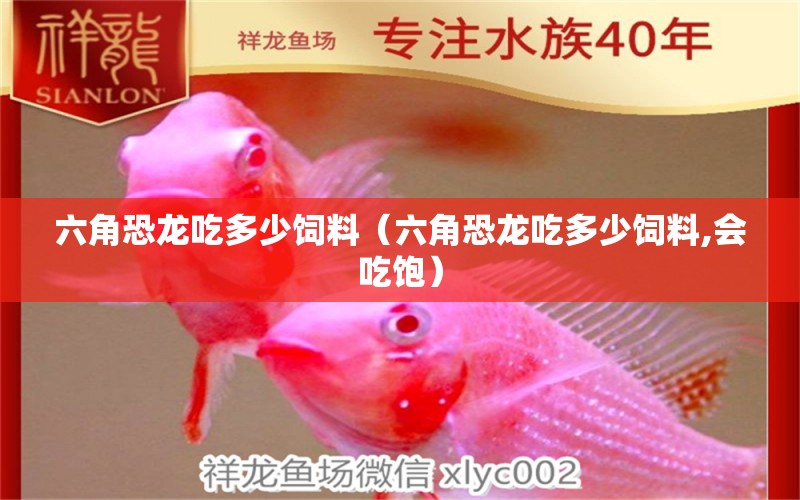 六角恐龍吃多少飼料（六角恐龍吃多少飼料,會(huì)吃飽） 量子養(yǎng)魚技術(shù)