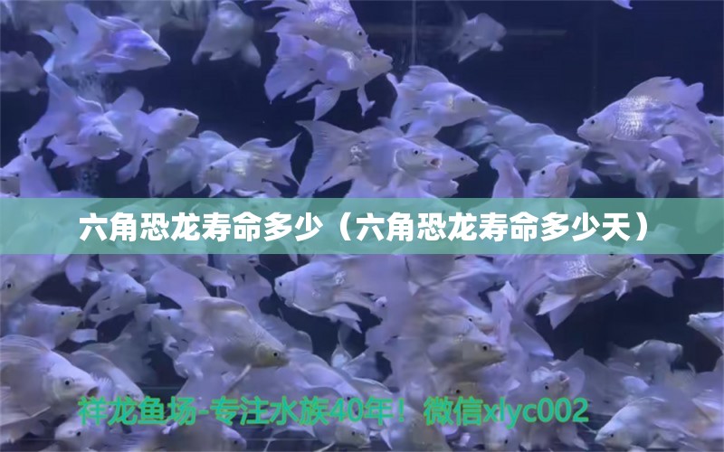 六角恐龍壽命多少（六角恐龍壽命多少天） 慈雕魚