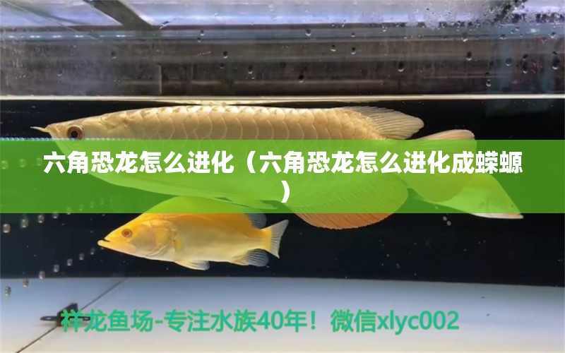 六角恐龍怎么進化（六角恐龍怎么進化成蠑螈） 祥龍魚場