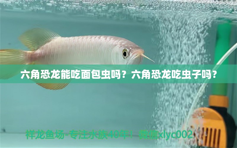 六角恐龍能吃面包蟲嗎？六角恐龍吃蟲子嗎？ 元寶鳳凰魚專用魚糧