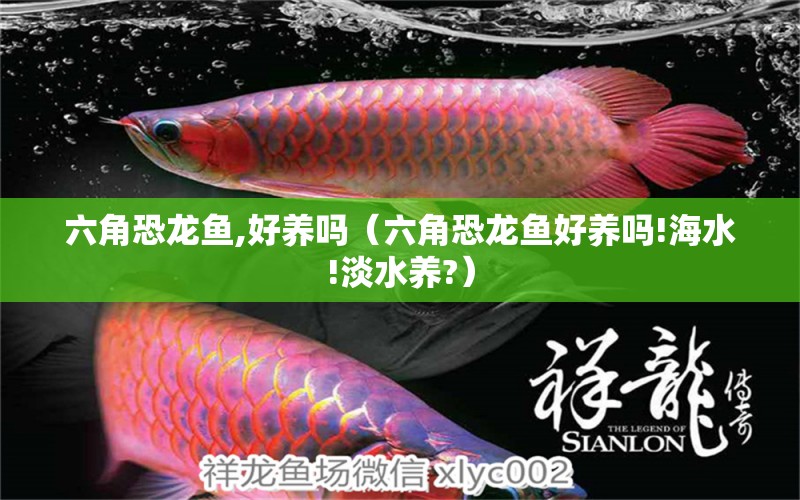 六角恐龍魚,好養(yǎng)嗎（六角恐龍魚好養(yǎng)嗎!海水!淡水養(yǎng)?）