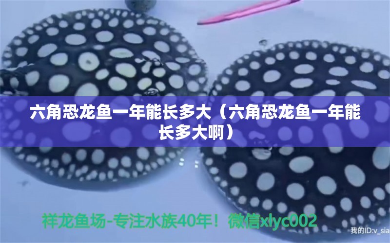 六角恐龍魚一年能長多大（六角恐龍魚一年能長多大?。? title=