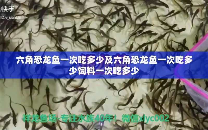 六角恐龍魚一次吃多少及六角恐龍魚一次吃多少飼料一次吃多少 賽級(jí)紅龍魚