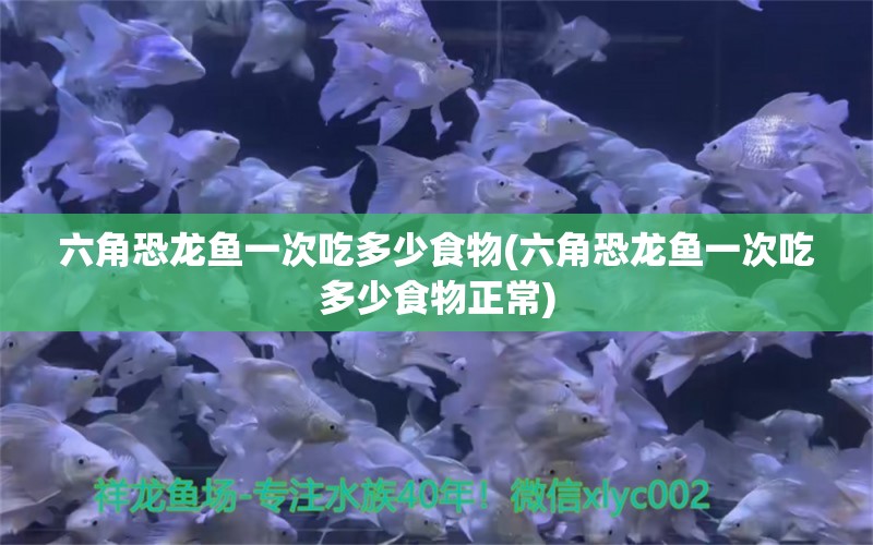 六角恐龍魚一次吃多少食物(六角恐龍魚一次吃多少食物正常) 古典過背金龍魚 第1張