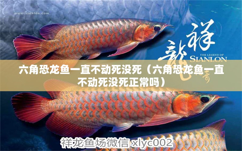 六角恐龍魚(yú)一直不動(dòng)死沒(méi)死（六角恐龍魚(yú)一直不動(dòng)死沒(méi)死正常嗎） 祥龍水族醫(yī)院