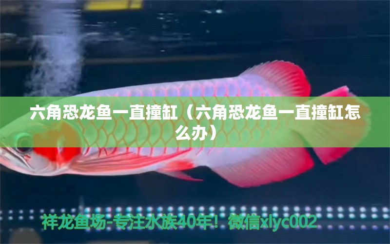 六角恐龍魚(yú)一直撞缸（六角恐龍魚(yú)一直撞缸怎么辦）