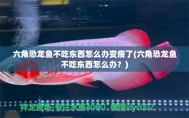 六角恐龍魚不吃東西怎么辦變瘦了(六角恐龍魚不吃東西怎么辦？) 豬鼻龜