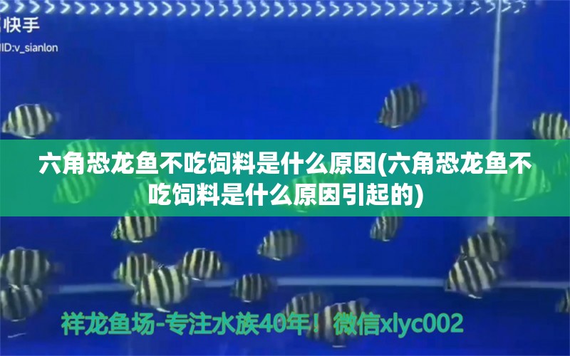 六角恐龍魚(yú)不吃飼料是什么原因(六角恐龍魚(yú)不吃飼料是什么原因引起的) 金頭過(guò)背金龍魚(yú)