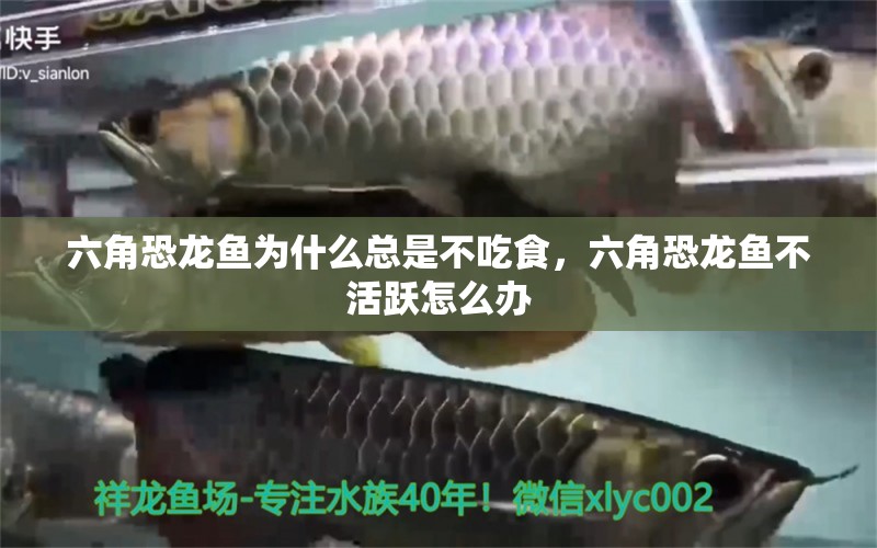 六角恐龍魚為什么總是不吃食，六角恐龍魚不活躍怎么辦 養(yǎng)魚的好處 第1張