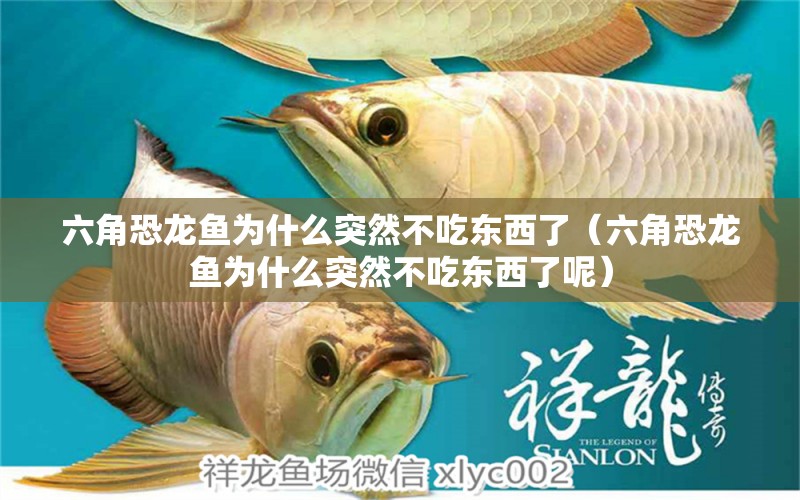 六角恐龍魚為什么突然不吃東西了（六角恐龍魚為什么突然不吃東西了呢） 觀賞魚市場（混養(yǎng)魚）