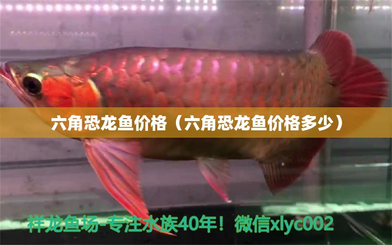 六角恐龍魚價(jià)格（六角恐龍魚價(jià)格多少） 祥龍金禾金龍魚 第1張