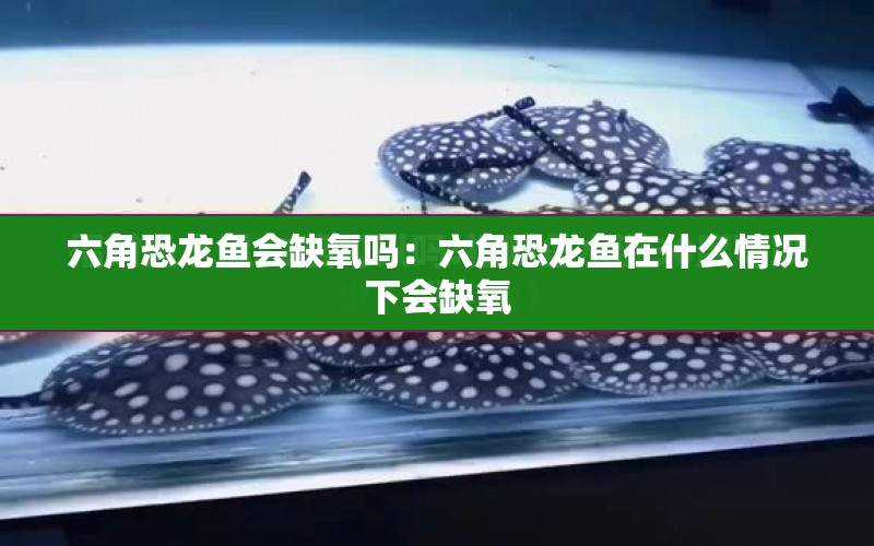 六角恐龍魚會缺氧嗎：六角恐龍魚在什么情況下會缺氧 水族問答