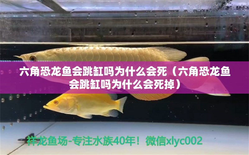 六角恐龍魚(yú)會(huì)跳缸嗎為什么會(huì)死（六角恐龍魚(yú)會(huì)跳缸嗎為什么會(huì)死掉） 祥龍水族醫(yī)院