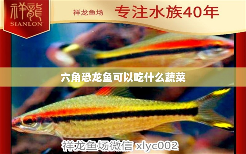 六角恐龍魚(yú)可以吃什么蔬菜 祥龍魚(yú)場(chǎng)