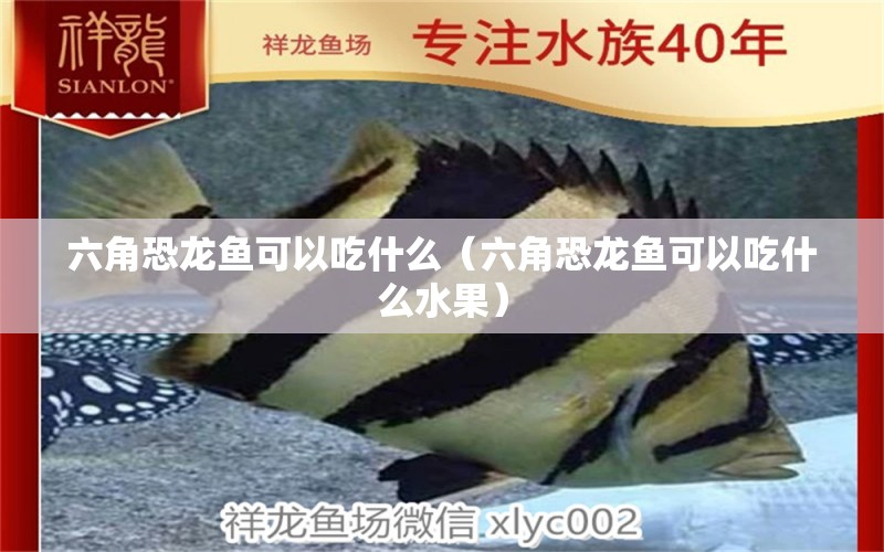 六角恐龍魚(yú)可以吃什么（六角恐龍魚(yú)可以吃什么水果） 廣州龍魚(yú)批發(fā)市場(chǎng)