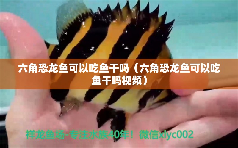 六角恐龍魚可以吃魚干嗎（六角恐龍魚可以吃魚干嗎視頻）