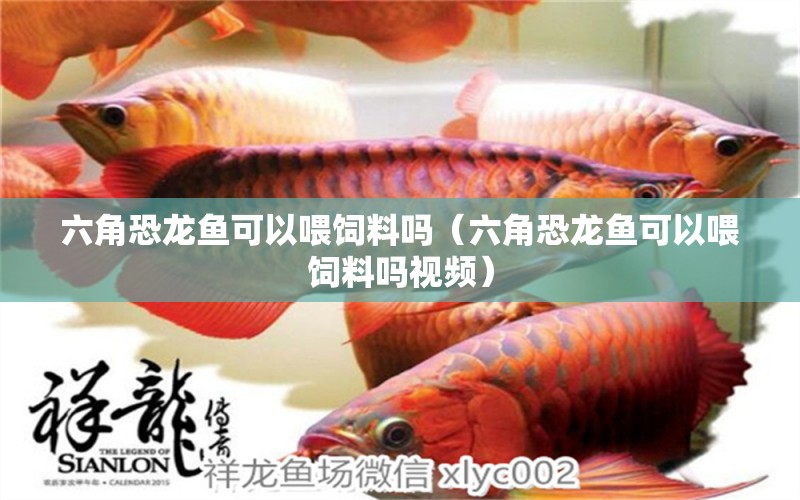 六角恐龍魚可以喂飼料嗎（六角恐龍魚可以喂飼料嗎視頻） 祥龍水族醫(yī)院