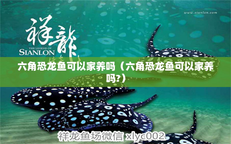 六角恐龍魚可以家養(yǎng)嗎（六角恐龍魚可以家養(yǎng)嗎?） 祥龍魚場(chǎng)