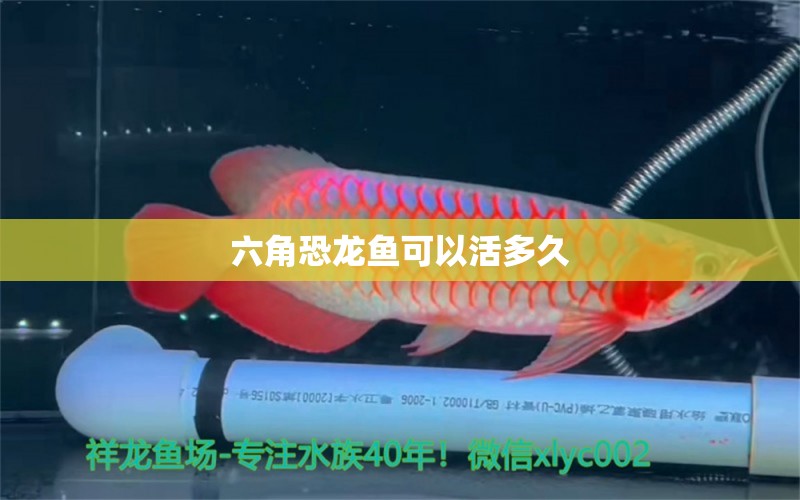 六角恐龍魚可以活多久