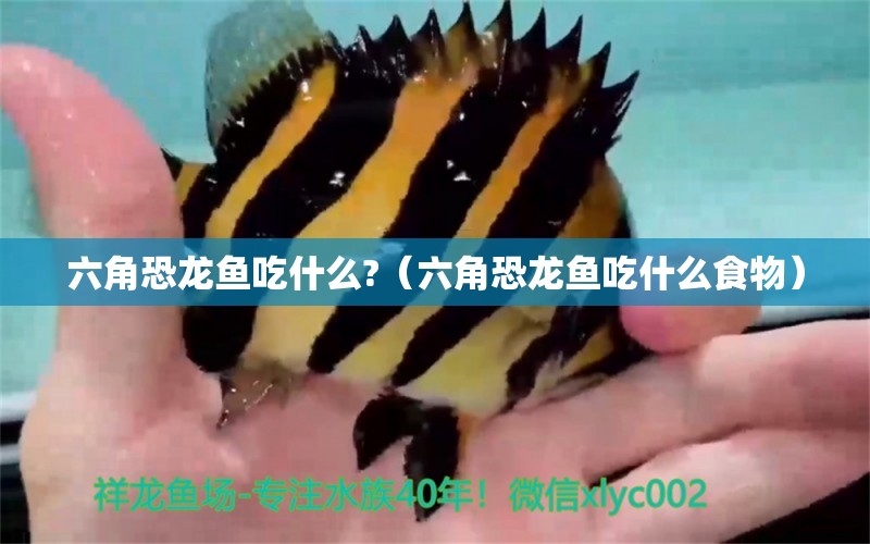 六角恐龍魚吃什么?（六角恐龍魚吃什么食物） 祥龍魚場