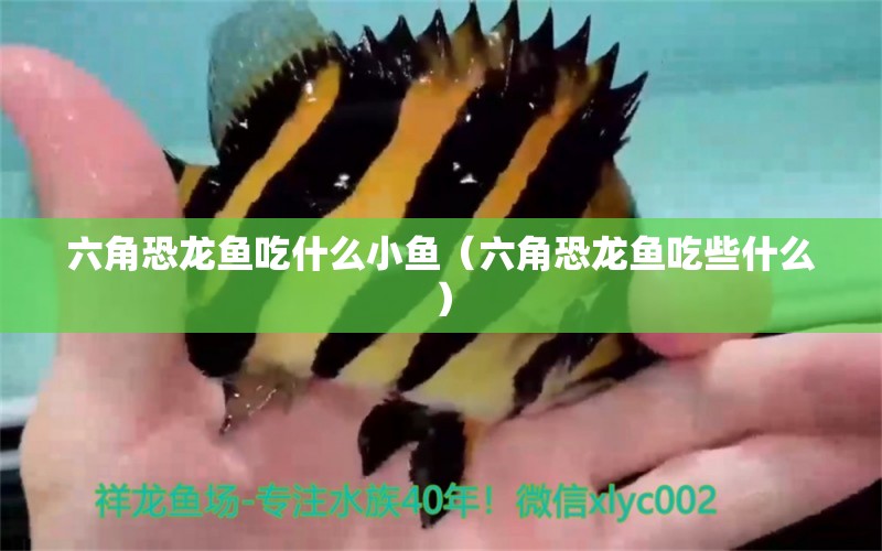 六角恐龍魚吃什么小魚（六角恐龍魚吃些什么）