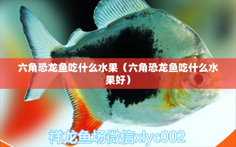 六角恐龍魚吃什么水果（六角恐龍魚吃什么水果好）