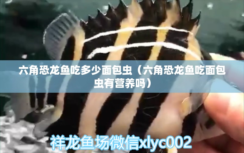 六角恐龍魚吃多少面包蟲（六角恐龍魚吃面包蟲有營養(yǎng)嗎）