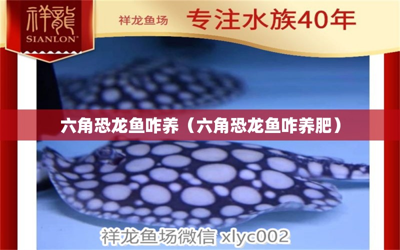 六角恐龍魚咋養(yǎng)（六角恐龍魚咋養(yǎng)肥） 水族用品