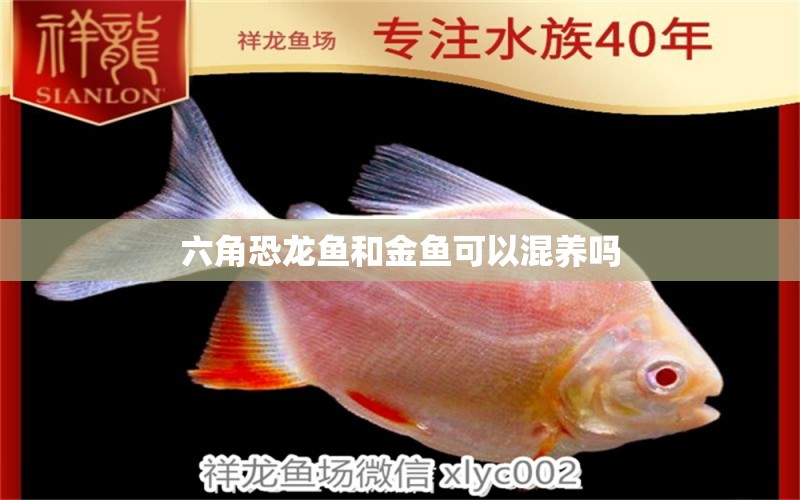 六角恐龍魚和金魚可以混養(yǎng)嗎