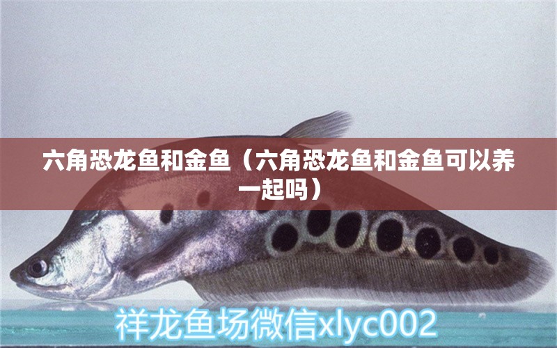 六角恐龍魚和金魚（六角恐龍魚和金魚可以養(yǎng)一起嗎） 水族雜談